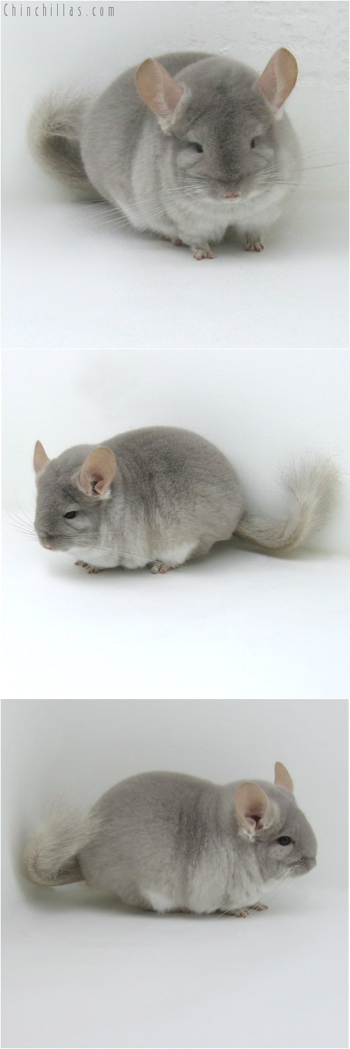 10056 Large, Blocky Herd Improvement Quality Beige/Violet Male Chinchilla