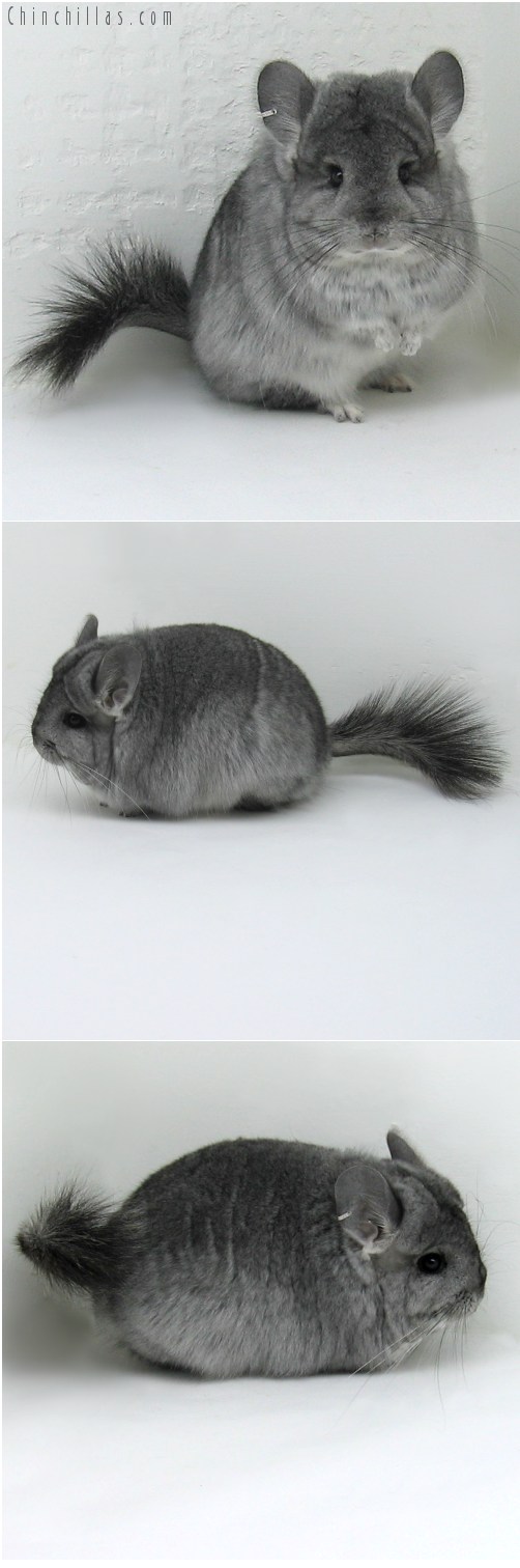 10050 Exceptional Standard Royal Persian Angora Female Chinchilla