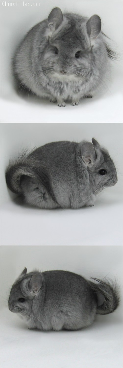 10009 Standard Royal Persian Angora Female Chinchilla