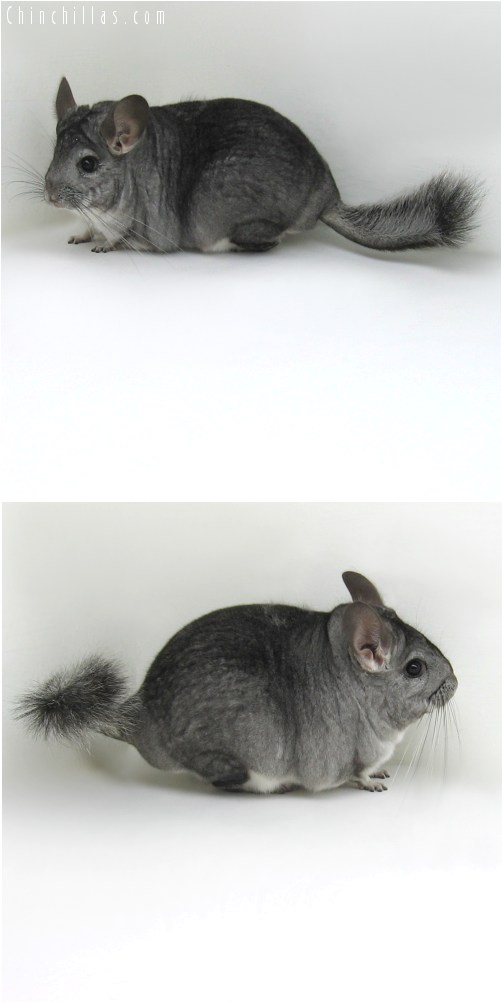 10067 Large Premium Production Quality Standard ( Violet Carrier ) Female Chinchilla