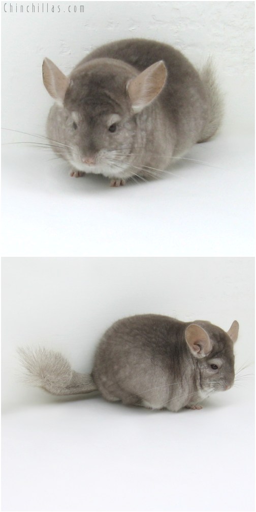 10063 Large Herd Improvement Quality Beige Male Chinchilla