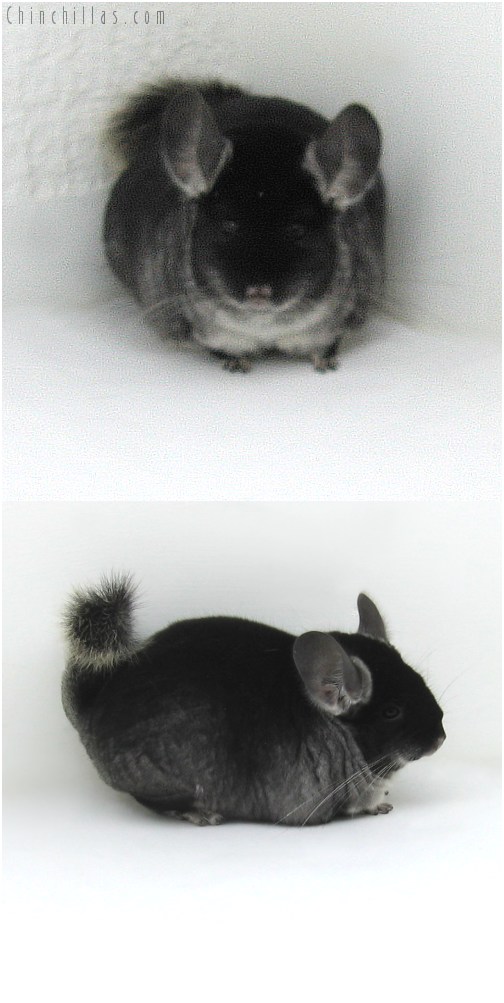 10072 Large Premium Production Quality Black Velvet Female Chinchilla