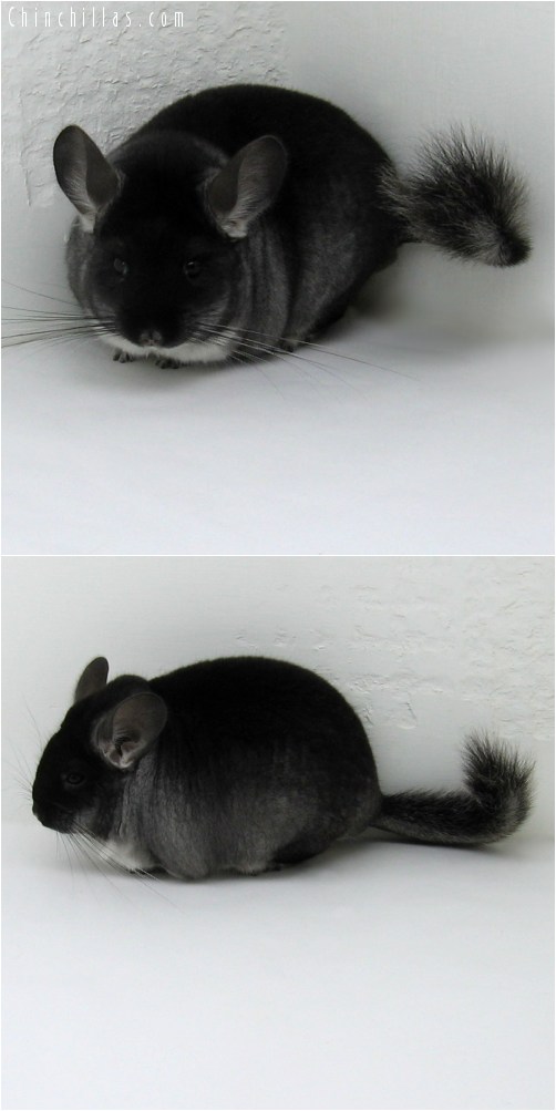 10066 Large Show Quality Black Velvet ( Violet Carrier ) Female Chinchilla