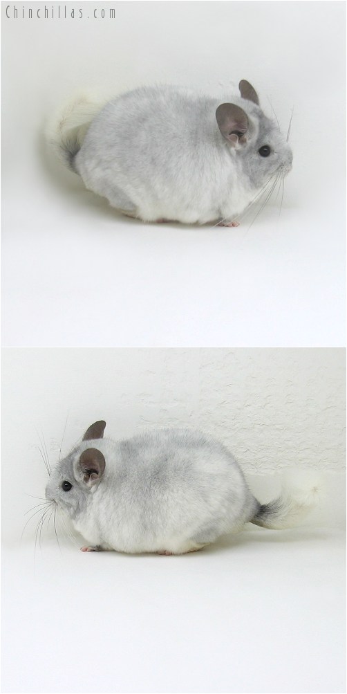 10069 Large Herd Improvement Quality TOV Violet & White Mosaic Male Chinchilla