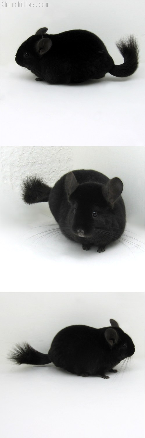 10080 Large Premium Production Quality Ebony Female Chinchilla