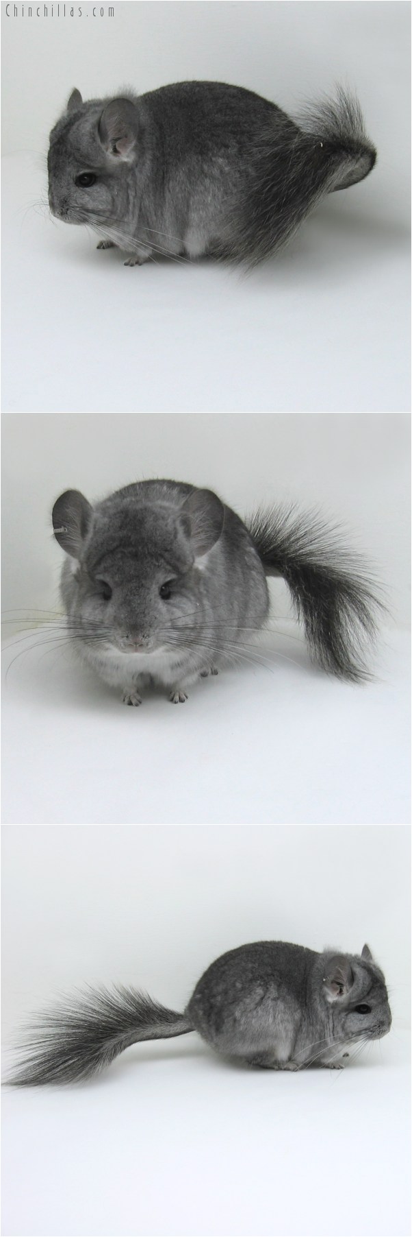 10075 Standard ( Royal Persian Angora Carrier ) Male Chinchilla