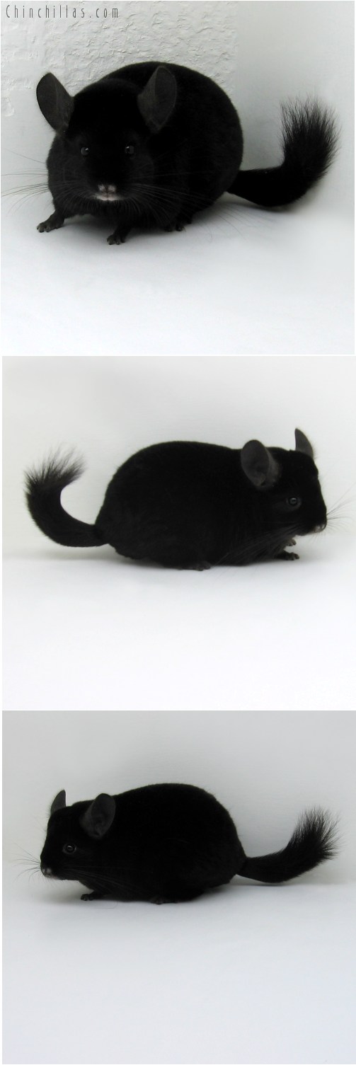 10077 Premium Production Quality Ebony Female Chinchilla