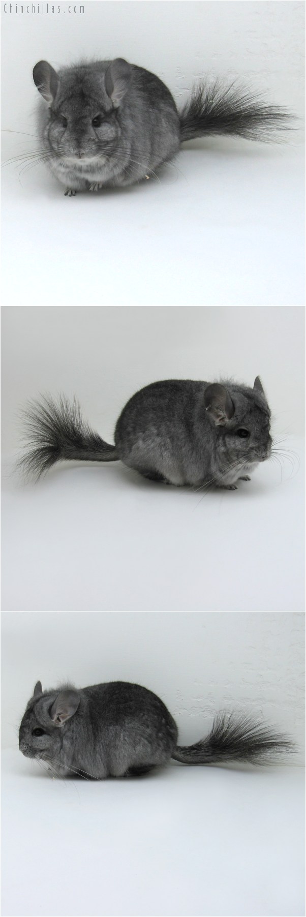 10074 Standard Royal Persian Angora Male Chinchilla