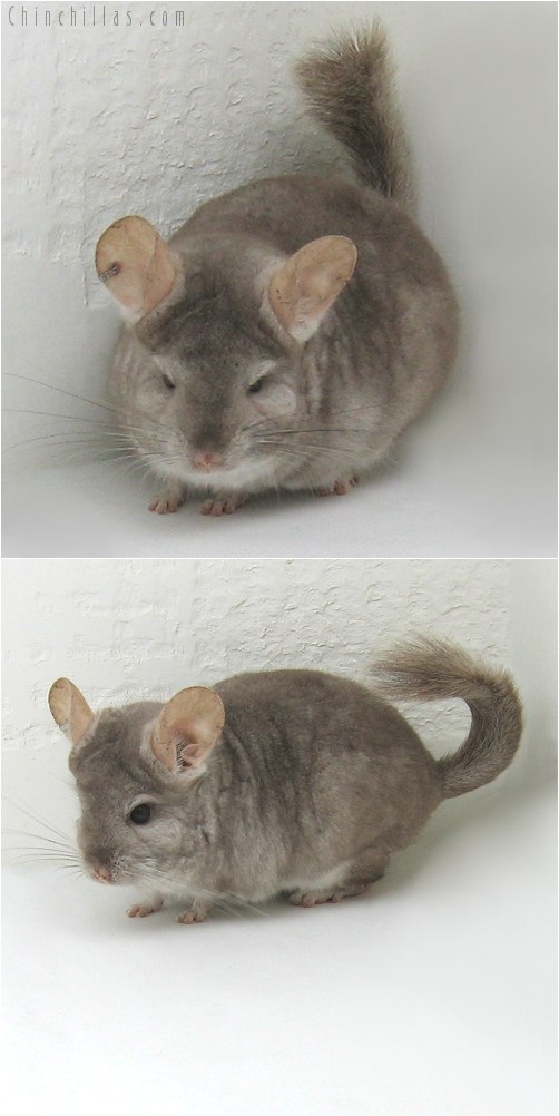 10078 Beige ( Royal Persian Angora Carrier ) Female Chinchilla