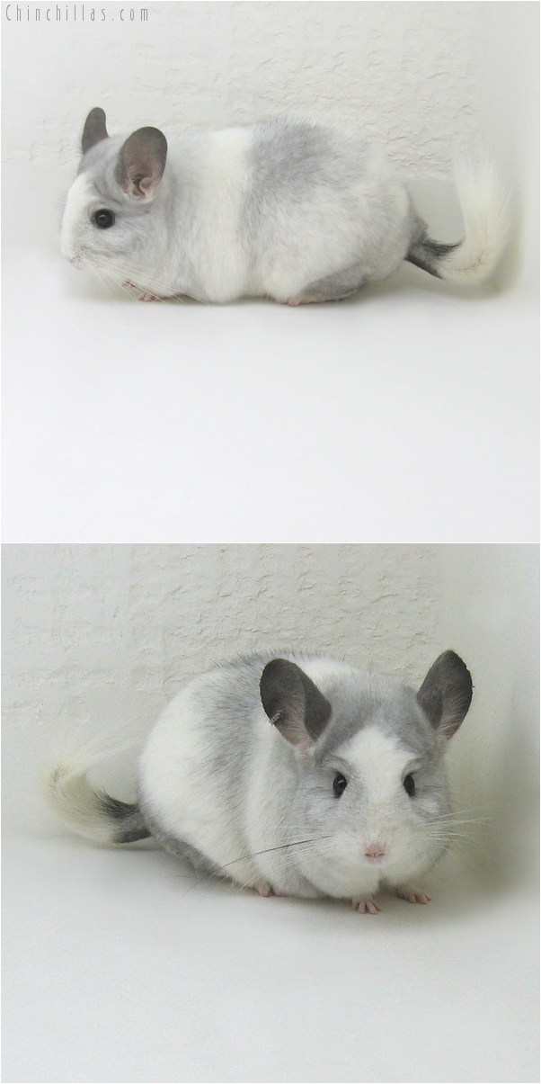 10079 Large White Mosaic ( Royal Persian Angora Carrier ) Female Chinchilla