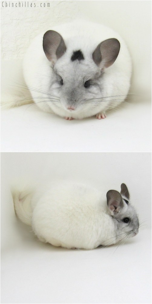 10082 Large Premium Production Quality White Mosaic Female Chinchilla