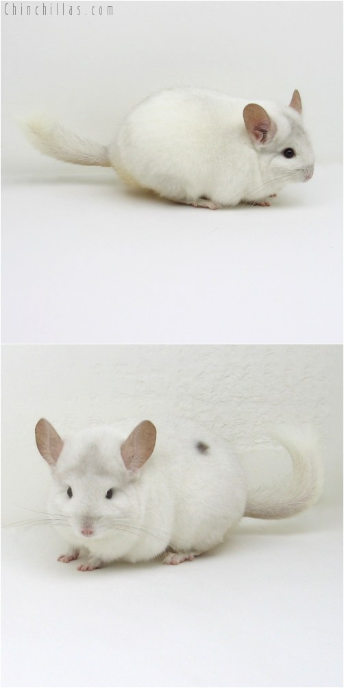 10085 Show Quality Pink White Female Chinchilla with Body Spot