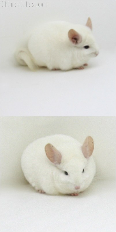 10084 Show Quality Pink White Male Chinchilla