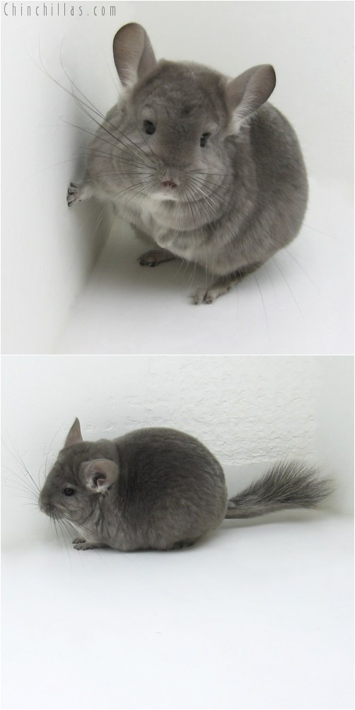 10086 Large Violet ( Ebony Carrier ) Female Chinchilla