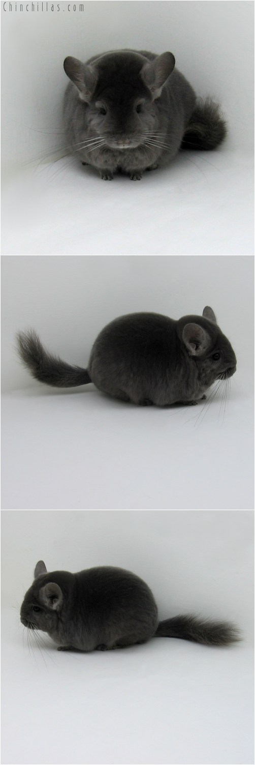 10089 Large Premium Production Quality Wrap around Violet Female Chinchilla