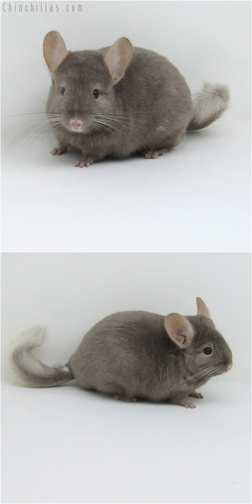 10090 Large Tan Female Chinchilla