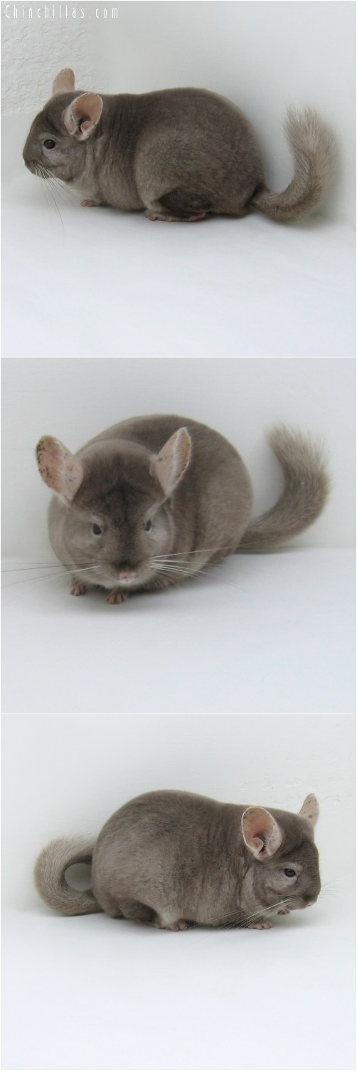 10087 Tan Male Chinchilla