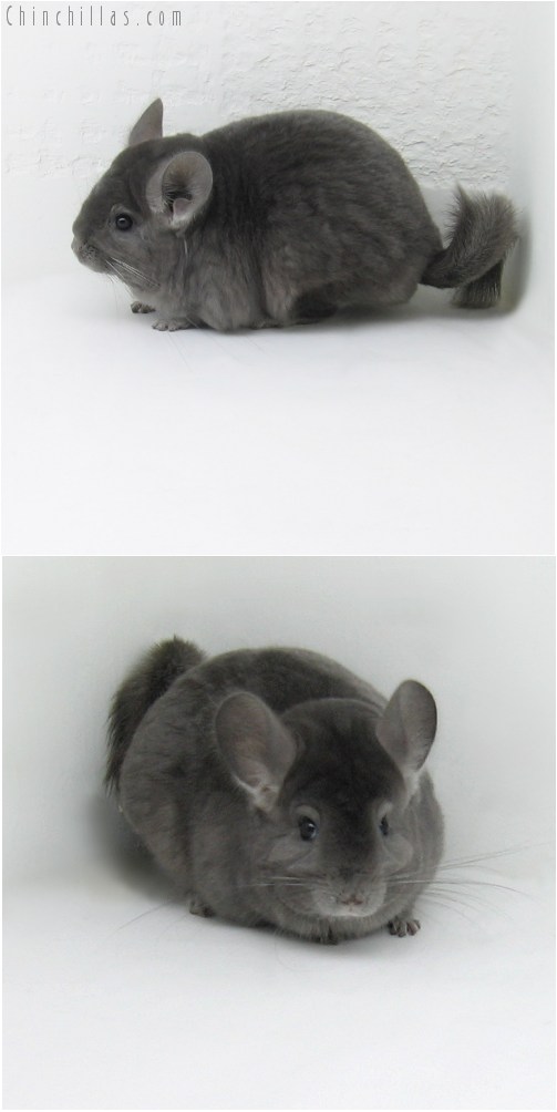 10088 Large Wrap around Violet Female Chinchilla