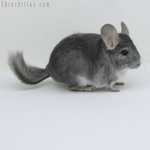 10059 Sapphire Male Chinchilla