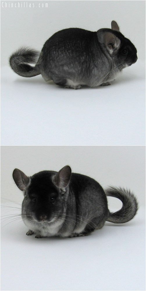 10060 Large Black Velvet ( Sapphire Carrier ) Male Chinchilla