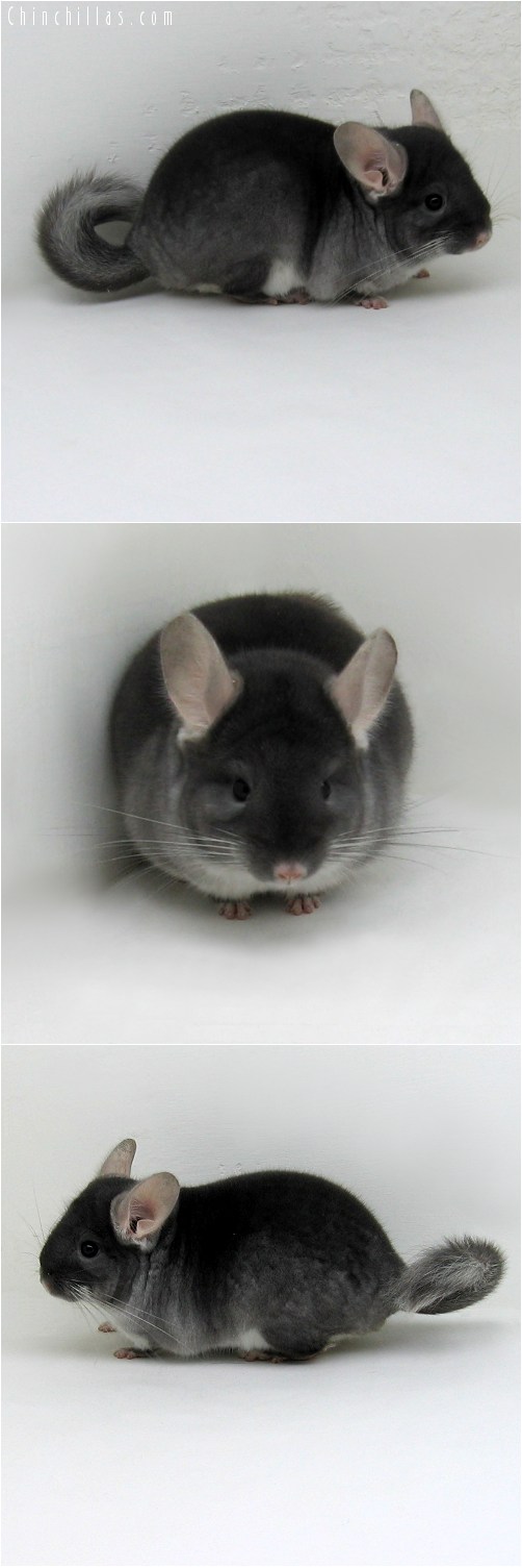 10096 Show Quality TOV Sapphire Male Chinchilla