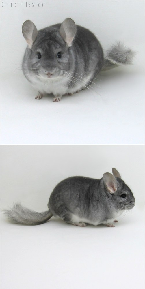 10095 Top Show Quality Sapphire Male Chinchilla