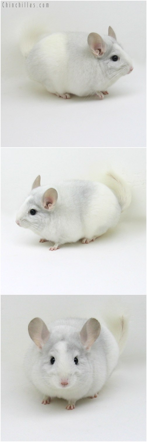 10097 Show Quality Sapphire and White Mosaic Female Chinchilla