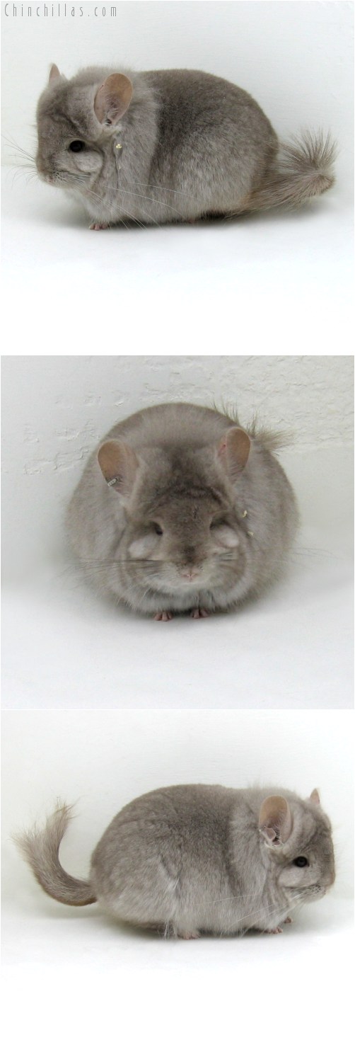 10108 Exceptional Beige Royal Persian Angora Female Chinchilla