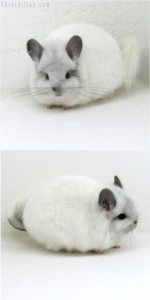 10099 Exceptional White Mosaic Royal Persian Angora Female Chinchilla