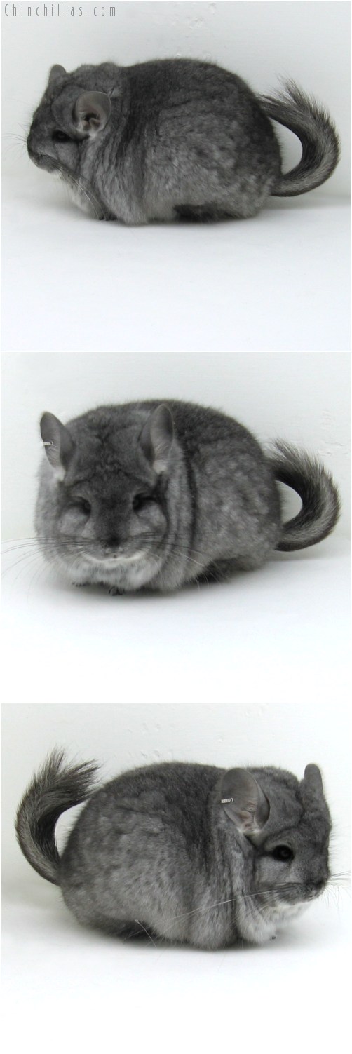 10110 Large Blocky Standard Royal Persian Angora Male Chinchilla