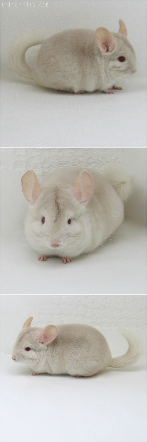 10100 Exceptionally Rare Goldbar Female Chinchilla