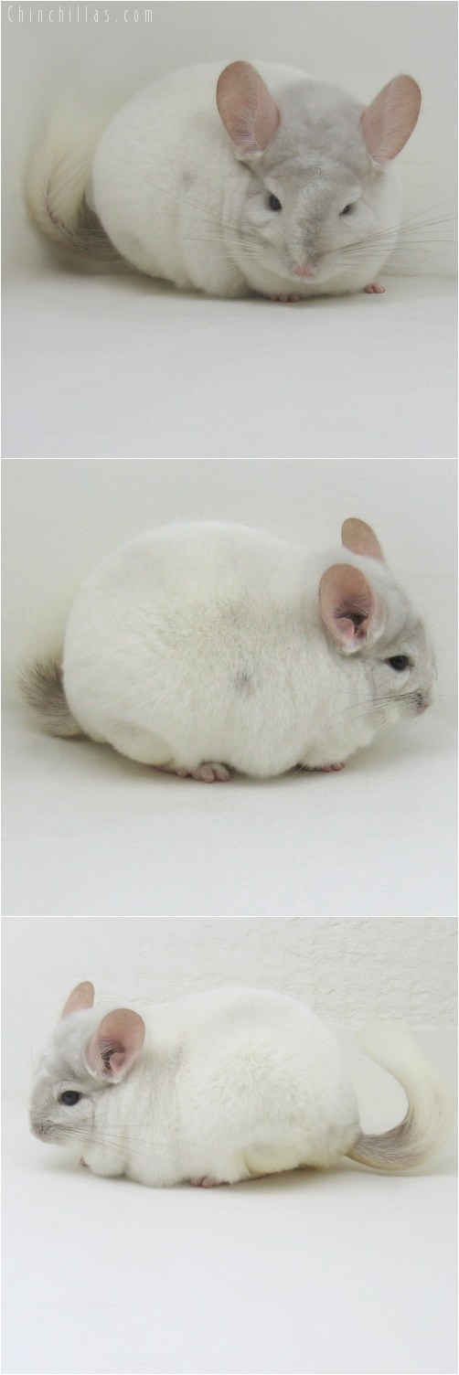 10101 Top Show Quality Beige and White Mosaic Male Chinchilla