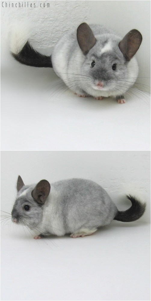 10104 Large Top Show Quality Ebony and White Mosaic Male Chinchilla