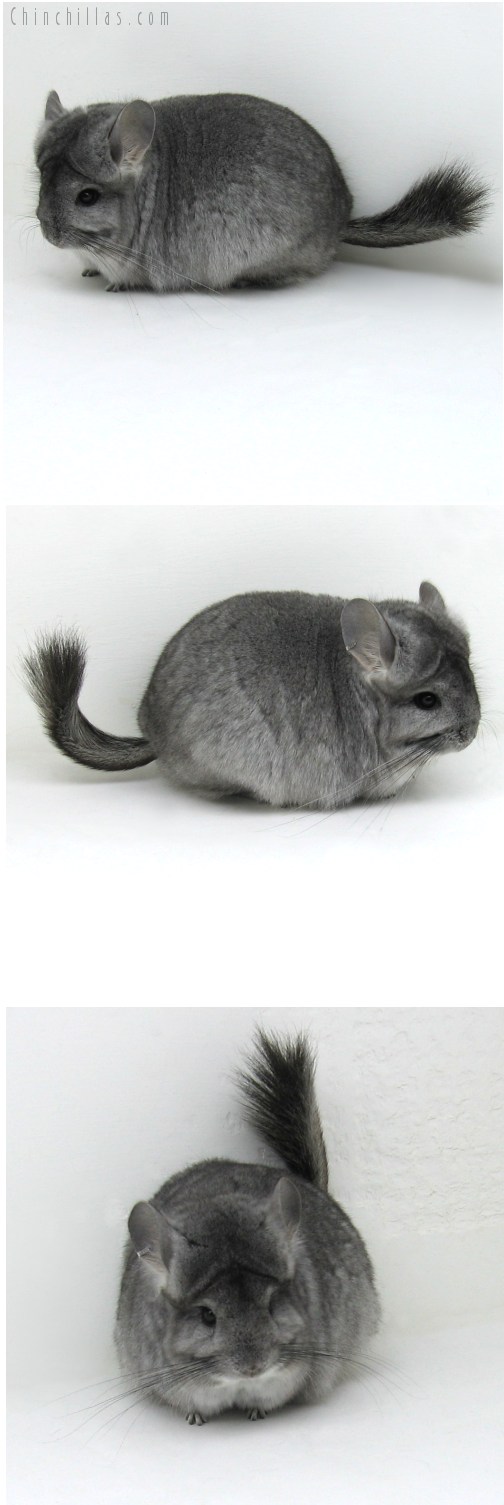 10106 Standard Royal Persian Angora Female Chinchilla