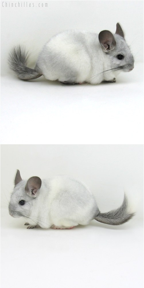 10107 Sapphire and White Mosaic Female Chinchilla