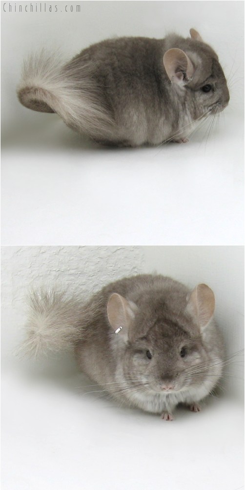 10109 Exceptional Beige Royal Persian Angora Male Chinchilla