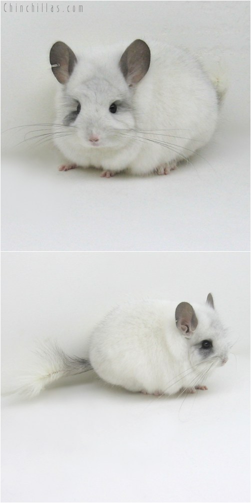 10111 Exceptional White Mosaic Royal Persian Angora Male Chinchilla