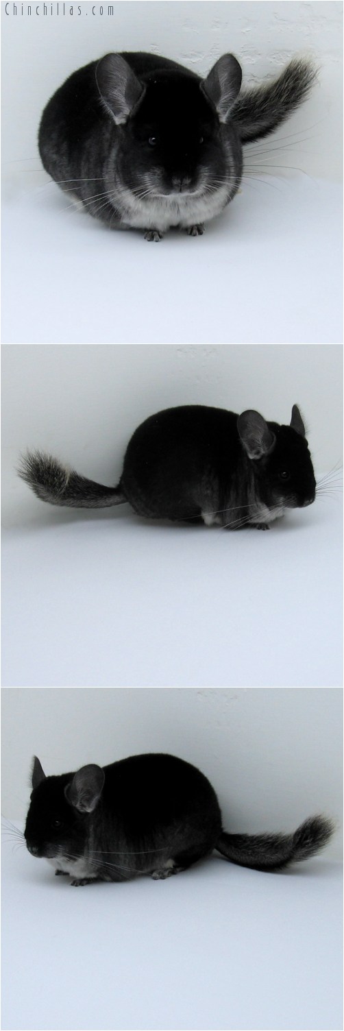 10113 Premium Production Quality Black Velvet Female Chinchilla