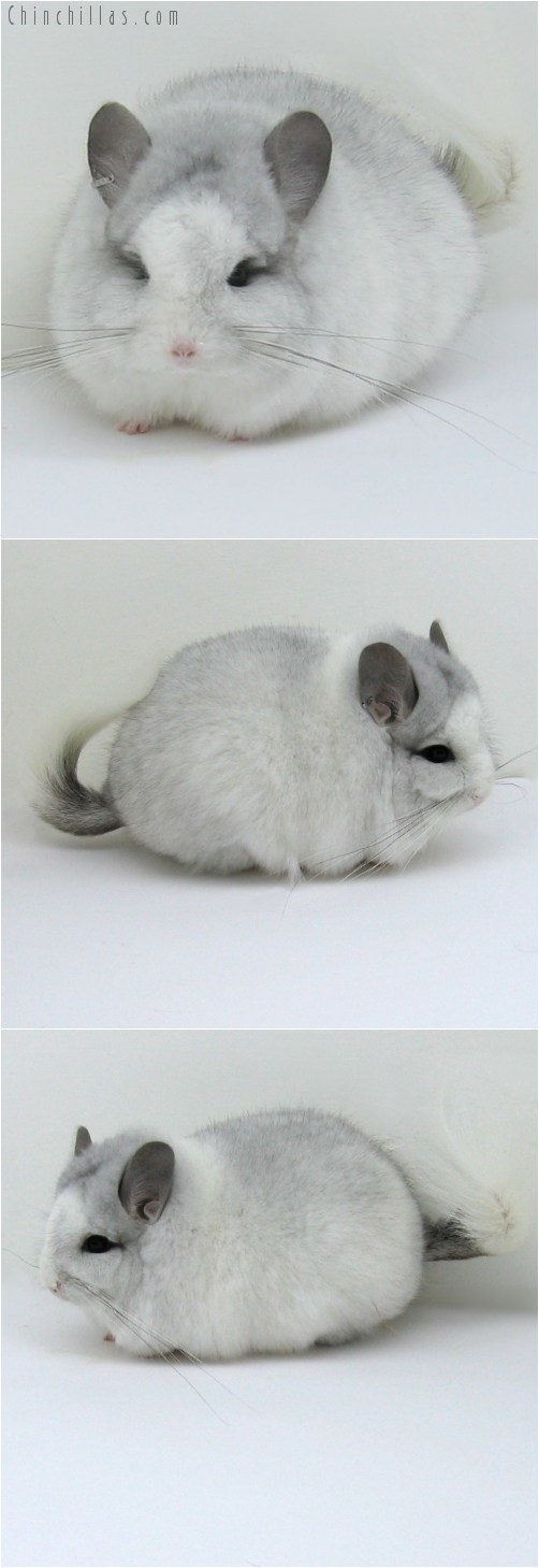 10126 Exceptional White Mosaic Royal Persian Angora Male Chinchilla