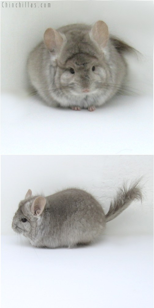 10123 Beige Royal Persian Angora Female Chinchilla