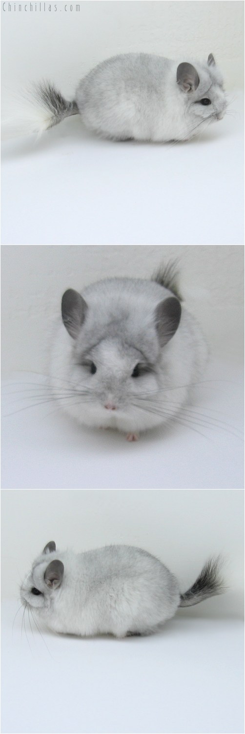 10122 White Mosaic Royal Persian Angora Female Chinchilla