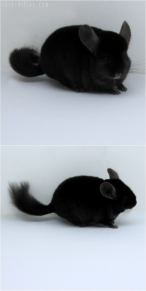 10118 Ebony ( Locken Carrier ) Female Chinchilla