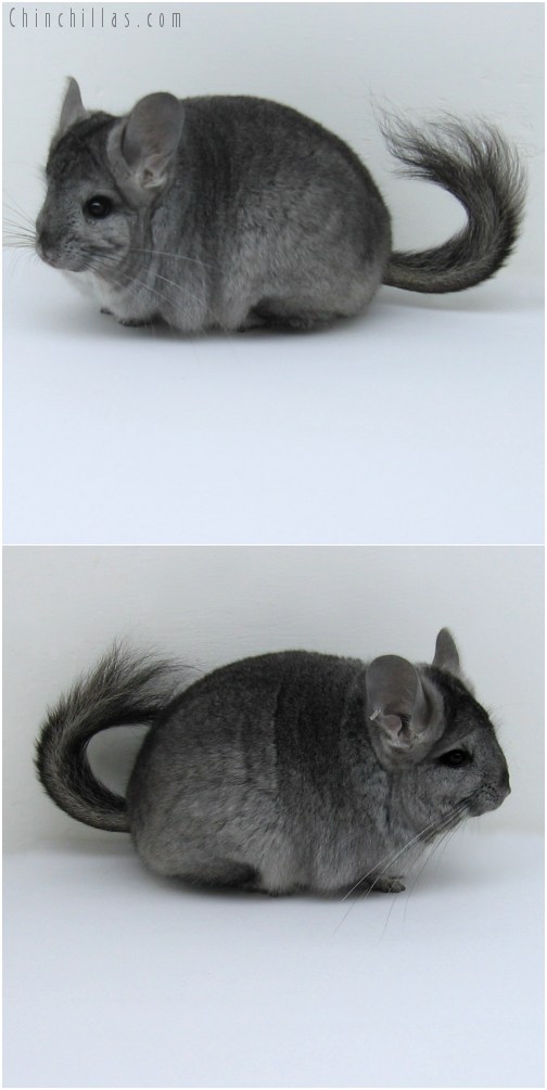 10120 Standard Royal Persian Angora Female Chinchilla