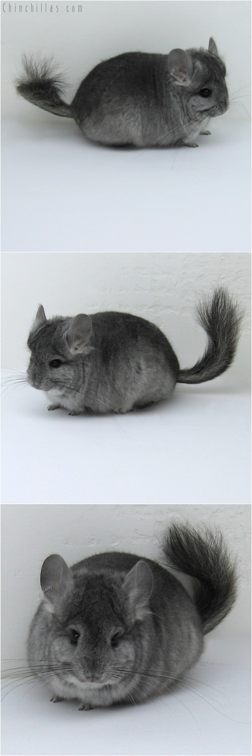 10127 Standard Royal Persian Angora Male Chinchilla