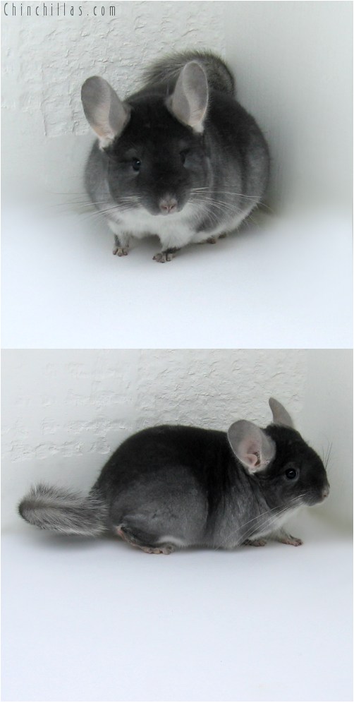 10115 Show Quality TOV Sapphire Female Chinchilla