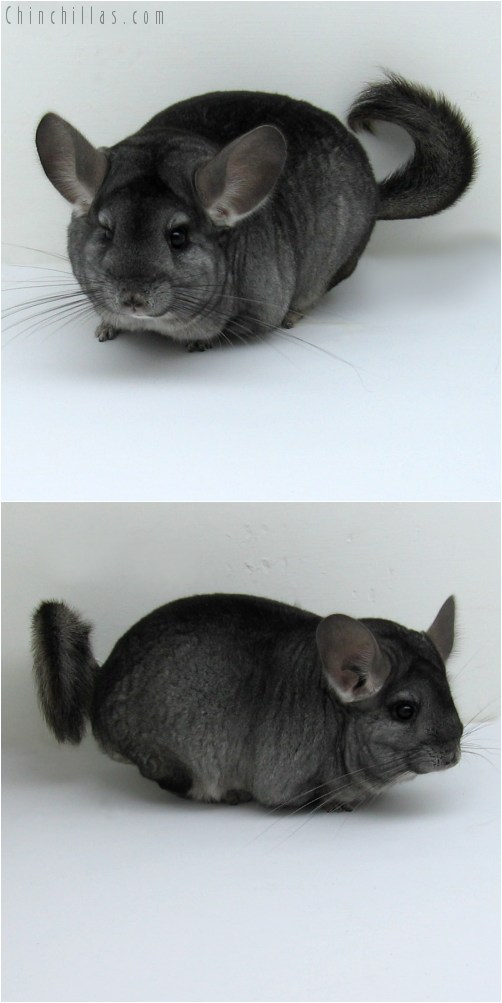 10124 Extra Large Standard ( Ebony & Violet Carrier ) Female Chinchilla