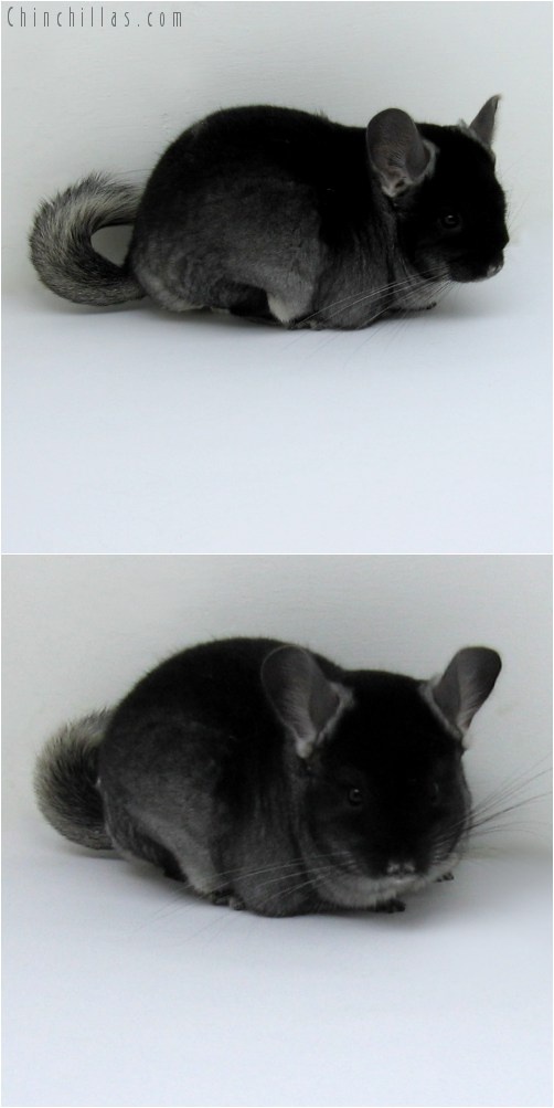 10125 Black Velvet ( Violet Carrier ) Female Chinchilla