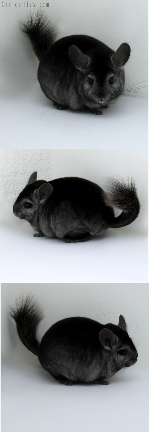 10128 Premium Production Quality Ebony ( Violet Carrier ) Female Chinchilla