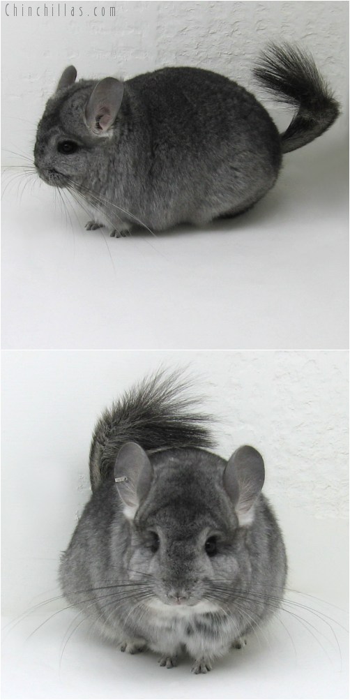 10103 Standard Royal Persian Angora Female Chinchilla