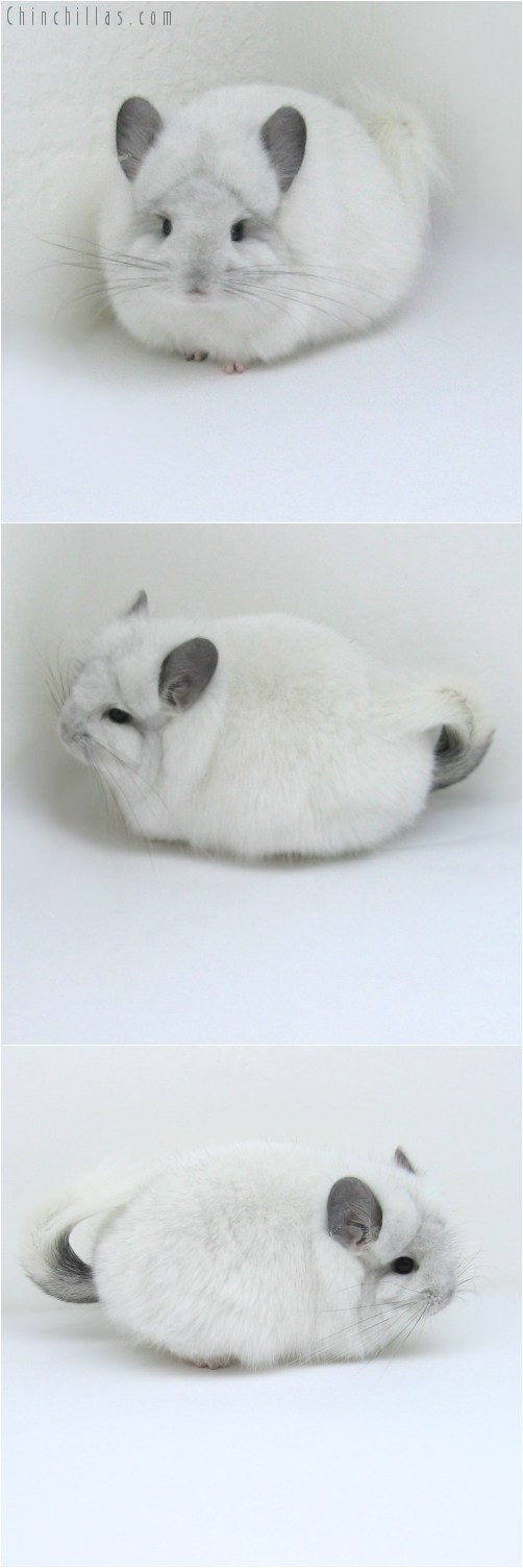 11007 Exceptional White Mosaic Royal Persian Angora Female Chinchilla